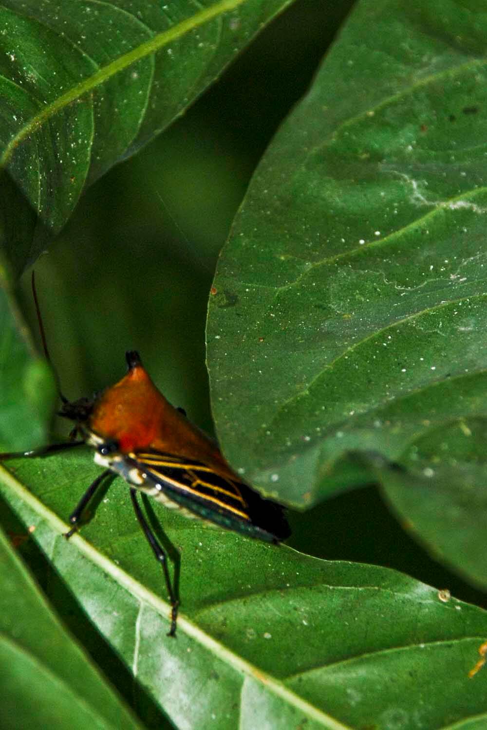 AMAZONAS 11_selva galeria_CSC_0195.jpg